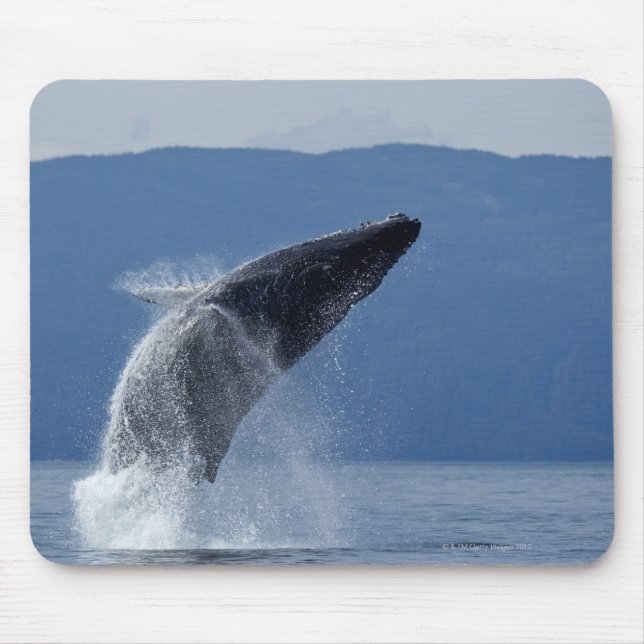 Mousepad EUA, Alaska, Angoon, Baleia-jubarte (Megaptera) (Frente)