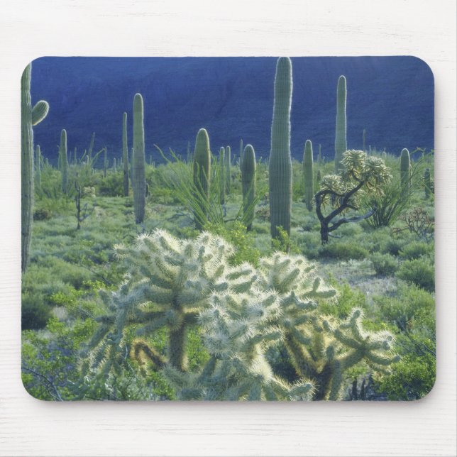 Mousepad EUA, Arizona, Parque Nacional do Cacto Organ Pipe (Frente)