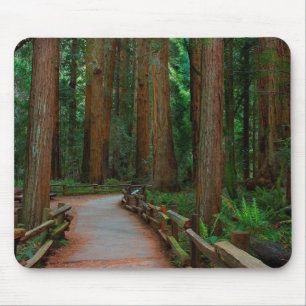 Mousepad EUA, Califórnia. Caminho entre as sequóias em Muir