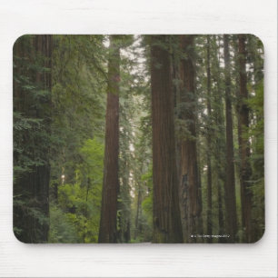 Mousepad EUA, Califórnia, estrada através da floresta 2 d