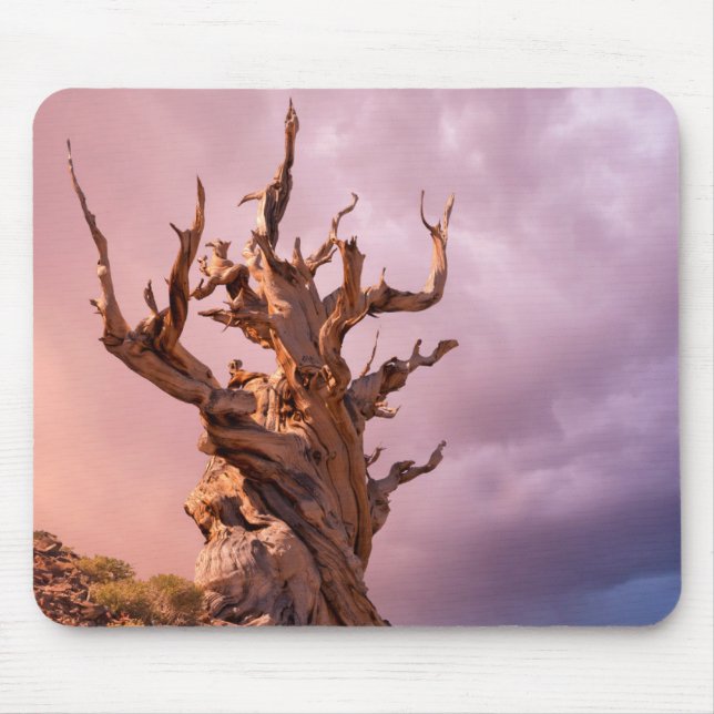 Mousepad EUA, Califórnia, Floresta Nacional Inyo 9 (Frente)