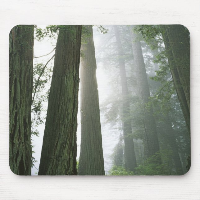 Mousepad EUA, Califórnia, Parque Nacional Redwood. (Frente)