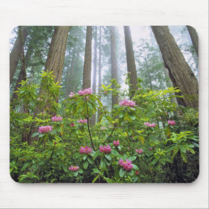 Mousepad EUA, Califórnia, Parque Nacional Redwood. Rhododen