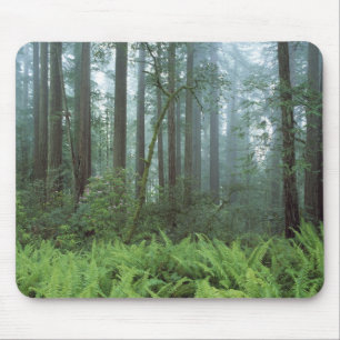 Mousepad EUA, Califórnia, Redwood NP. Samambaias e