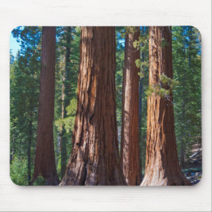 Mousepad EUA, Califórnia. Troncos de árvores Redwood, Marip
