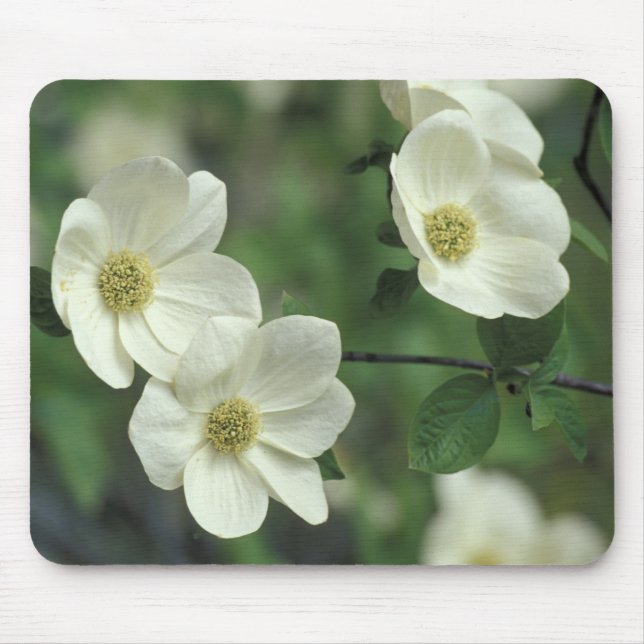 Mousepad EUA, Califórnia, Yosemite NP, junto com Merced (Frente)