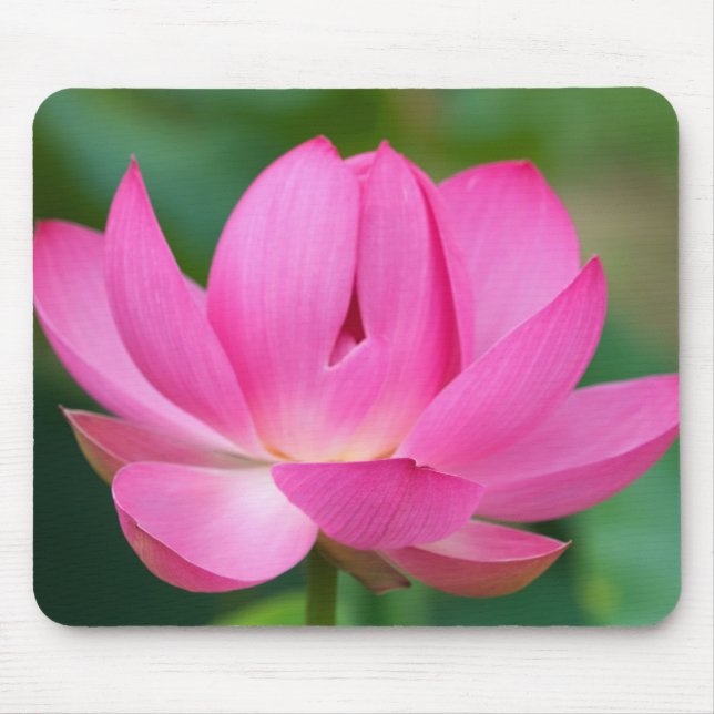 Mousepad EUA; Carolina do Norte; Flor de lótus (Frente)