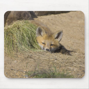 Mousepad EUA, Colorado, Breckenridge. Alerta raposa vermelh