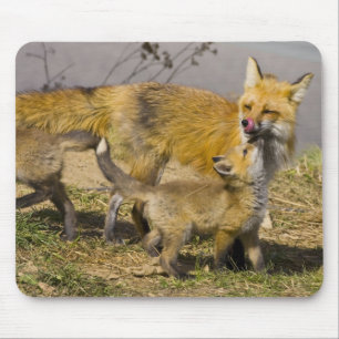 Mousepad EUA, Colorado, Breckenridge. Mãe de raposa vermelh