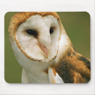 Mousepad EUA, Colorado, Broomfield. Coruja-barn