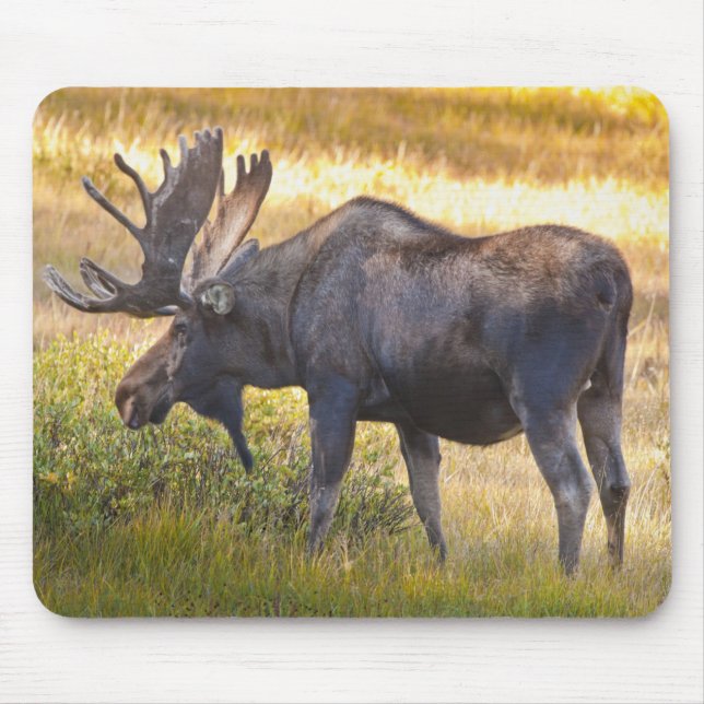 Mousepad EUA, Colorado, Cameron Pass. Alce (Frente)
