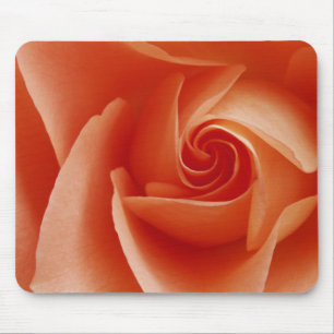 Mousepad EUA, Colorado, Lafayette. Rosa pêssego close-up