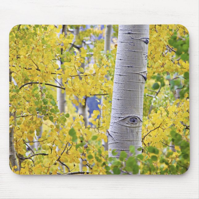 Mousepad EUA, Colorado, Montanhas Rochosas. Intimo álamo 2 (Frente)