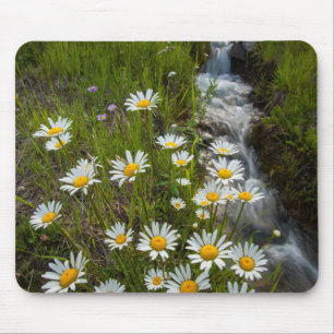 Mousepad EUA, Colorado, Montanhas San Juan. Margaridas