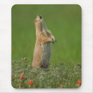 Mousepad EUA, Dakota do Sul, Parque Estadual Custer