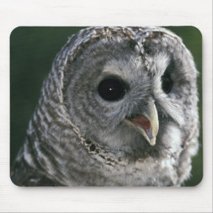 Mousepad EUA, Estado de Washington. Coruja-barreada (Strix 