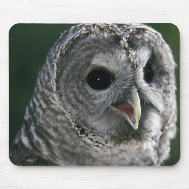 Mousepad EUA, Estado de Washington. Coruja-barreada (Strix  (Frente)