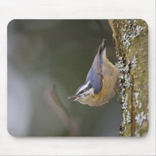 Mousepad EUA, Estado de Washington, Trepador-de-peito-verme