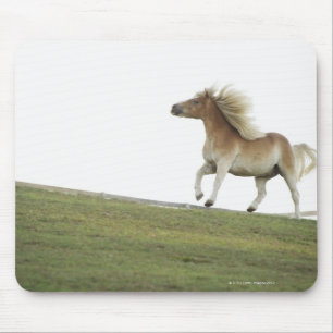 Mousepad EUA, Estados de Nova Iorque, Hudson, cavalo que