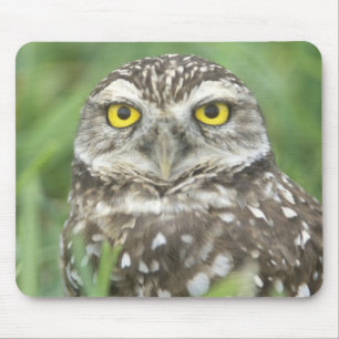 Mousepad EUA, Flórida, Cape Coral, Coruja-buraqueira (Athen