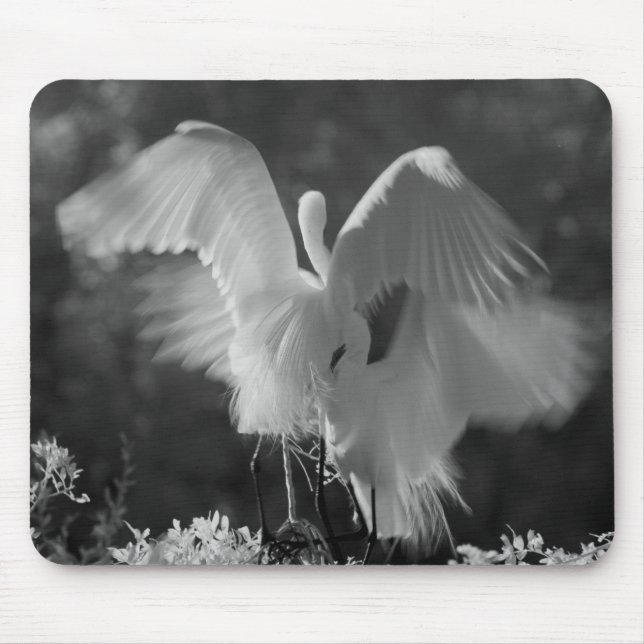 Mousepad EUA, Flórida, Garça-branca-grande (Ardea alba) inf (Frente)