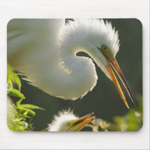 Mousepad EUA, Flórida, St. Augustine, Fazenda de jacarés
