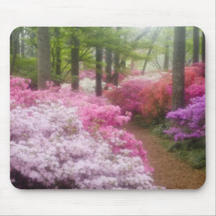 Mousepad EUA; Geórgia; Pine Mountain. Azaléias em