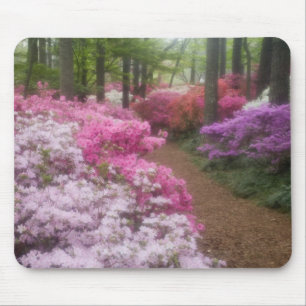 Mousepad EUA; Geórgia; Pine Mountain. Azaléias em 2