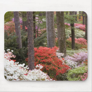 Mousepad EUA, Geórgia, Pine Mountain. Uma floresta de