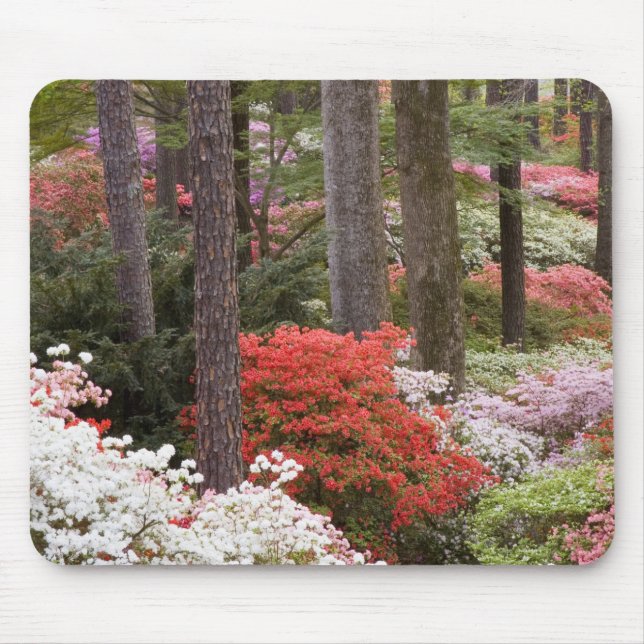 Mousepad EUA, Geórgia, Pine Mountain. Uma floresta de (Frente)