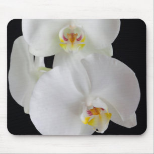 Mousepad EUA, Geórgia, Savannah, Conjunto de Orquídeas