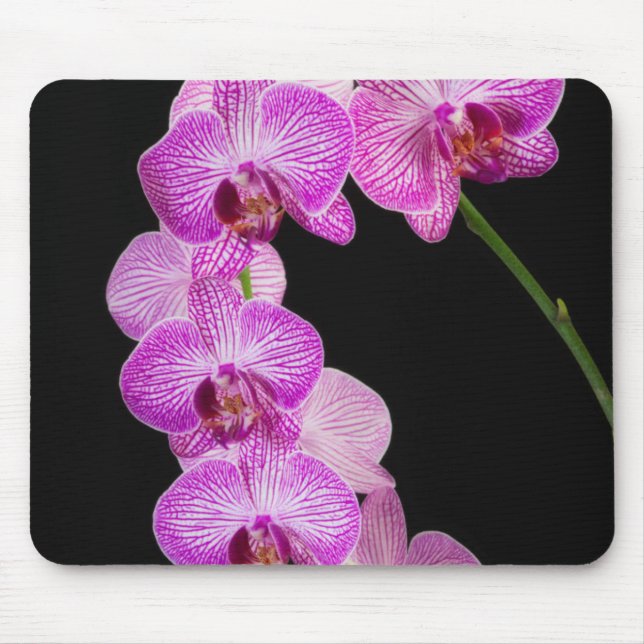 Mousepad EUA, Geórgia, Savannah, Conjunto De Orquídeas 2 (Frente)