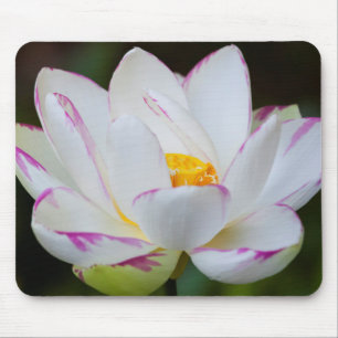 Mousepad EUA, Geórgia, Savannah, Flor de Lótus em Flor