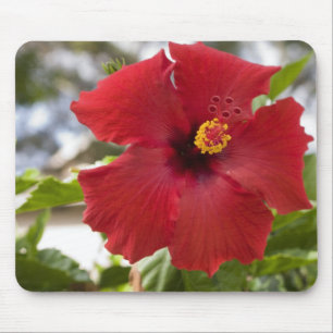 Mousepad EUA, Havaí, Oahu. O Hibisco é o