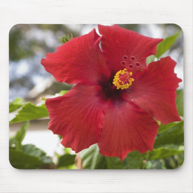 Mousepad EUA, Havaí, Oahu. O Hibisco é o (Frente)