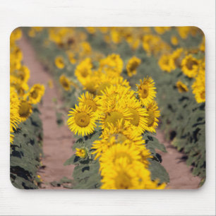 Mousepad EUA, Kansas. Girassóis (Helianthus Annuus)