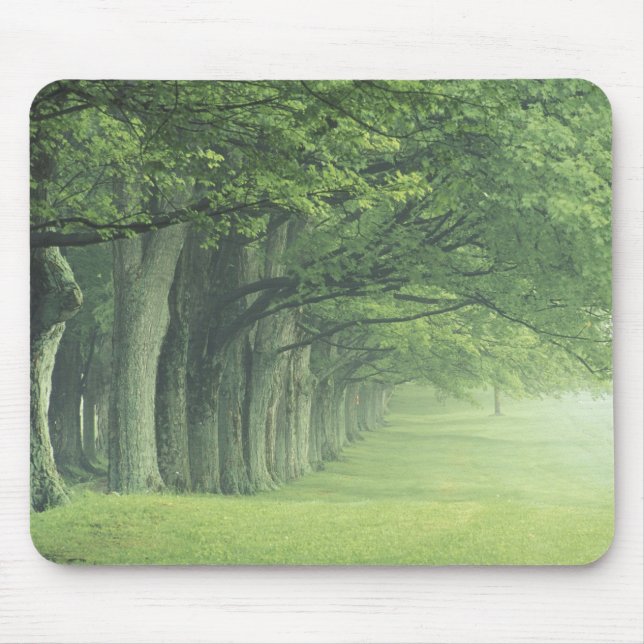 Mousepad EUA, Kentucky. Fileira de árvores na primavera (Frente)