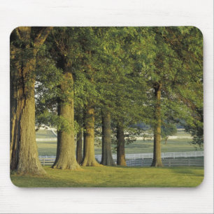 Mousepad EUA, Kentucky, Lexington. Fileira de árvores e