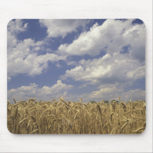 Mousepad EUA, Kentucky, Louisville. Cultura de trigo e