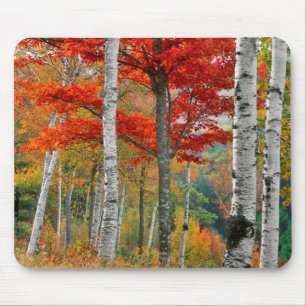Mousepad EUA, Maine, Lago Wyman. Floresta De Bétula