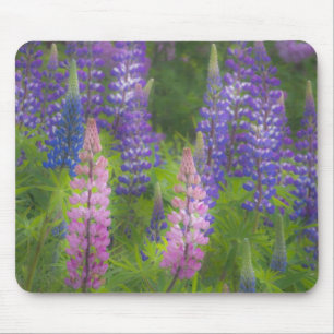 Mousepad EUA, Maine, Southwest Harbor. Lupino florido