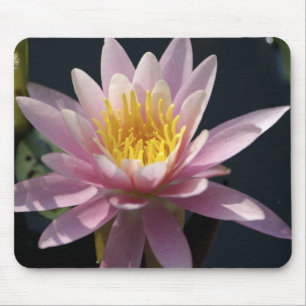 Mousepad EUA, Massachusetts, Great Barrington, folha de nen