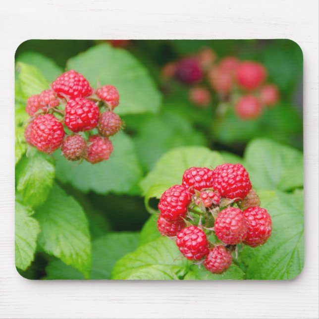 Mousepad EUA, Massachusetts, Nantucket. Frambosas maduras (Frente)