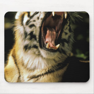 Mousepad EUA, Michigan, Detroit. Detroit Zoo, tigre 2