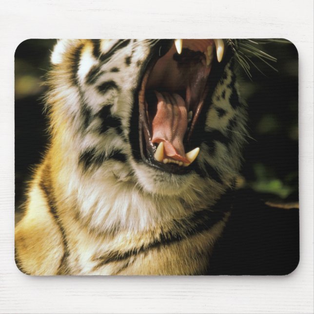 Mousepad EUA, Michigan, Detroit. Detroit Zoo, tigre 2 (Frente)