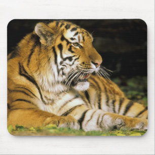 Mousepad EUA, Michigan, Detroit. Zoológico de Detroit, tigr