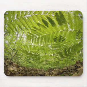 Mousepad EUA, Minnesota, Costa Norte do Lago Superior,