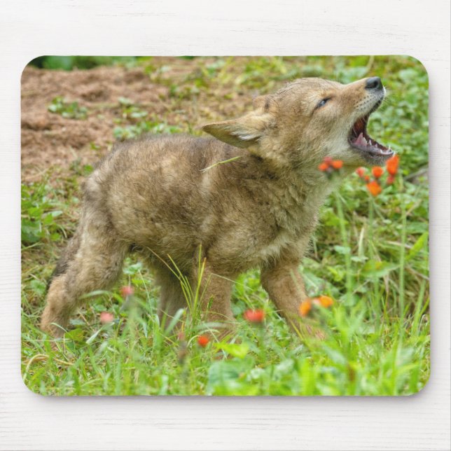 Mousepad EUA, Minnesota, Sandstone, Vida Selvagem de Minnes (Frente)