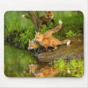 Mousepad EUA, Minnesota, Sandstone, Vida Selvagem de Minnes