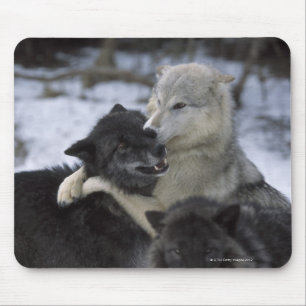 Mousepad EUA, Montana, lobos que jogam na neve
